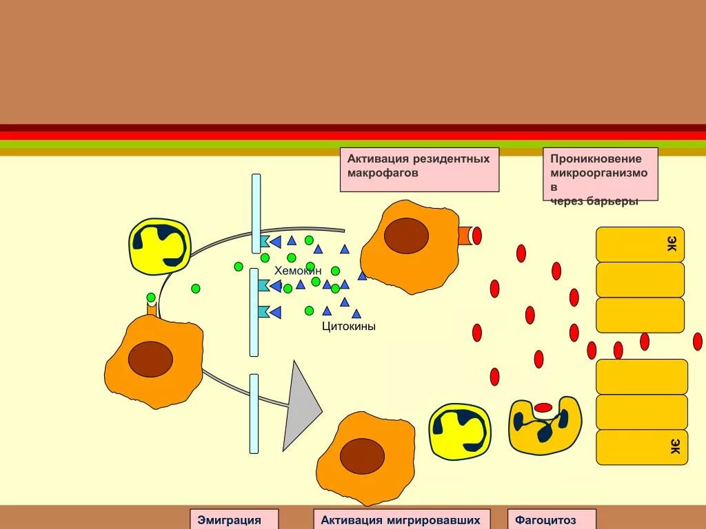 Цитокины активации фагоцитов. Активация врожденного иммунитета. Активация клеток врожденного иммунитета. Адаптивный иммунитет макрофаги. Активированные макрофаги