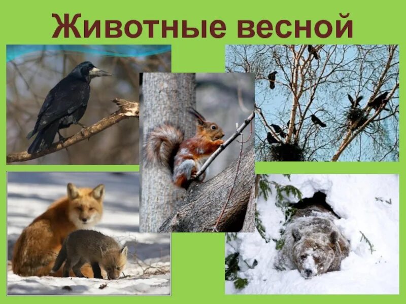 Что делают животные весной