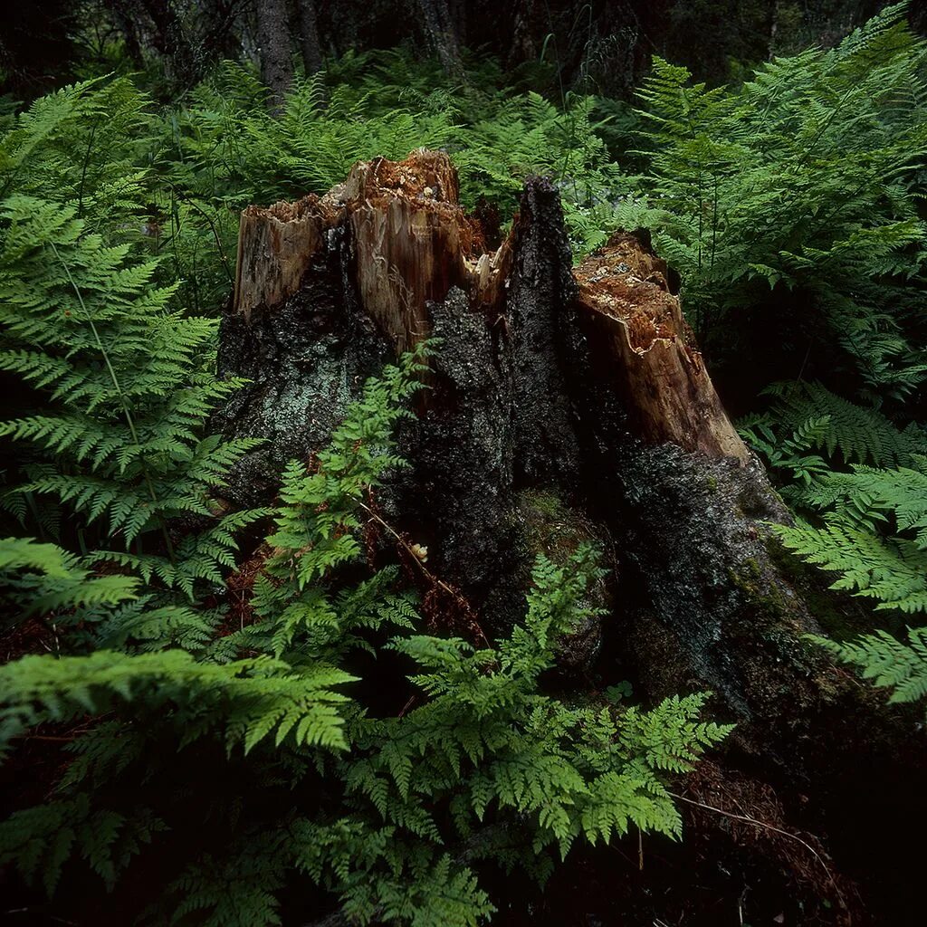 Дорожка лесная. Лес преобразился. Природа лес тропинка. Пестовский лес лесной массив. Пейзаж леса.