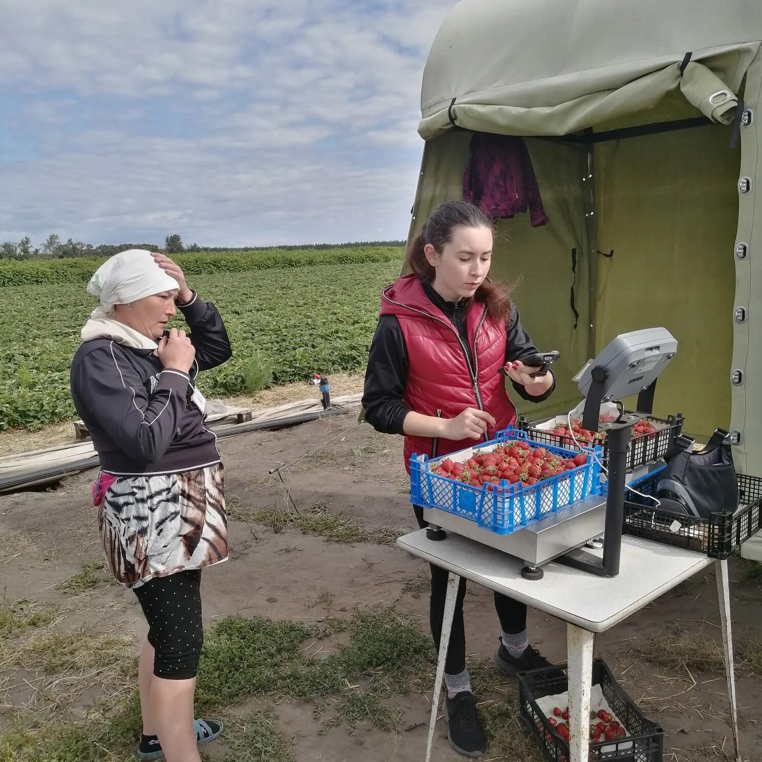 Село старое Славкино Малосердобинский район. Фермерское хозяйство. Уборка урожая. Старое Славкино Пензенская область Малосердобинский район школа.