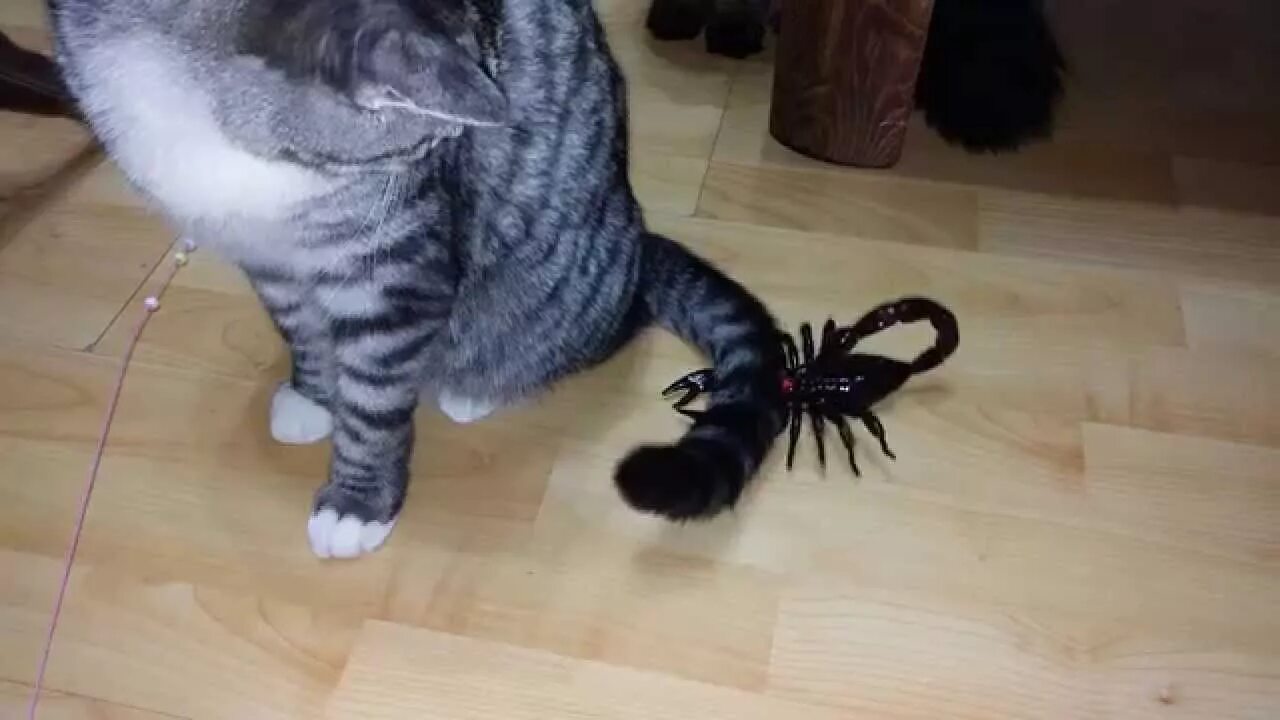 Кот скорпион. Кот против скорпиона. котик скорпиончик. животные против скорпиона.