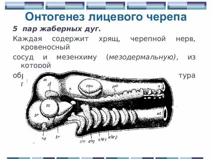 Хрящевые жаберные дуги