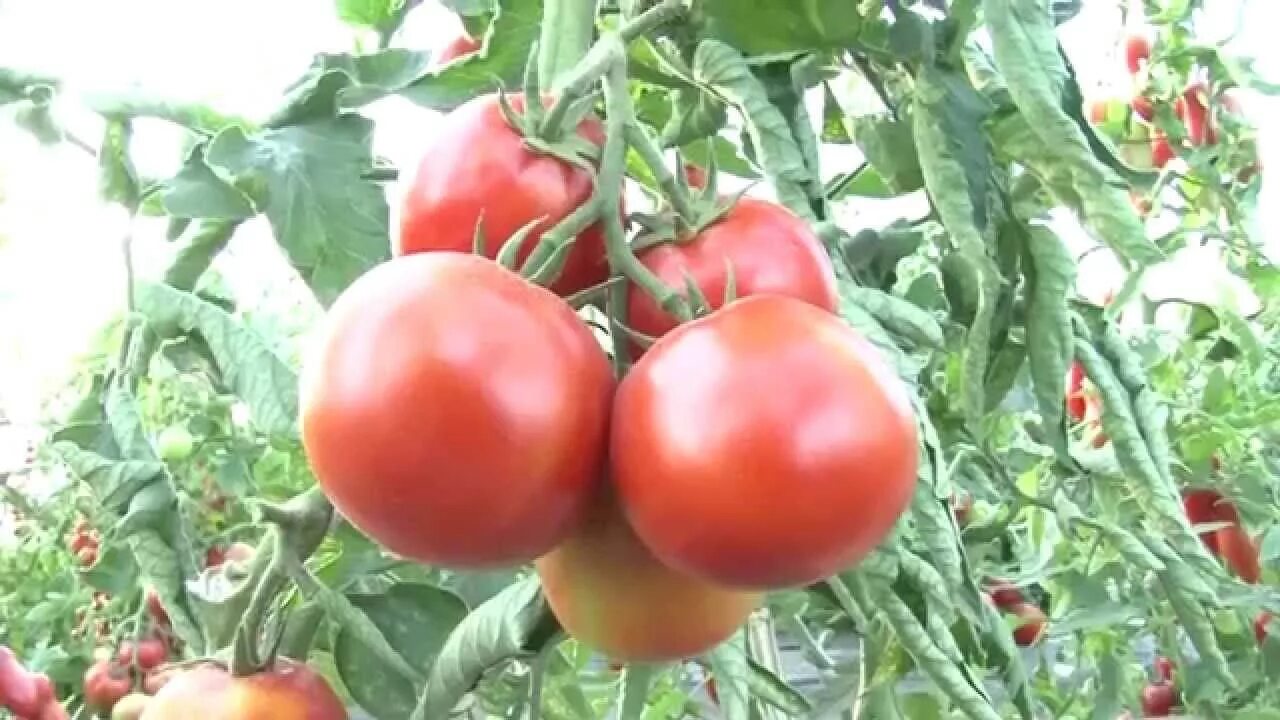 Семена томатов форум. Сорт томата большая мамочка. Томат Краснобай f1. Томат Фэнси f1. Гавриш томат большая мамочка.