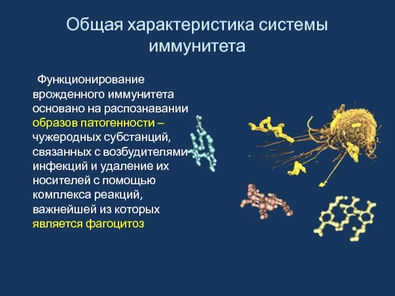 Возрастные особенности функционирования иммунной системы. Характеристика иммунной системы. Основные свойства врожденного иммунитета. Образы патогенности запускают врожденный иммунитет.