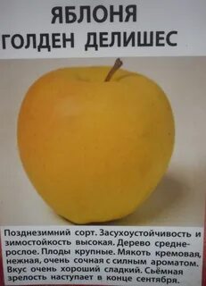Яблоня голден морозостойкость