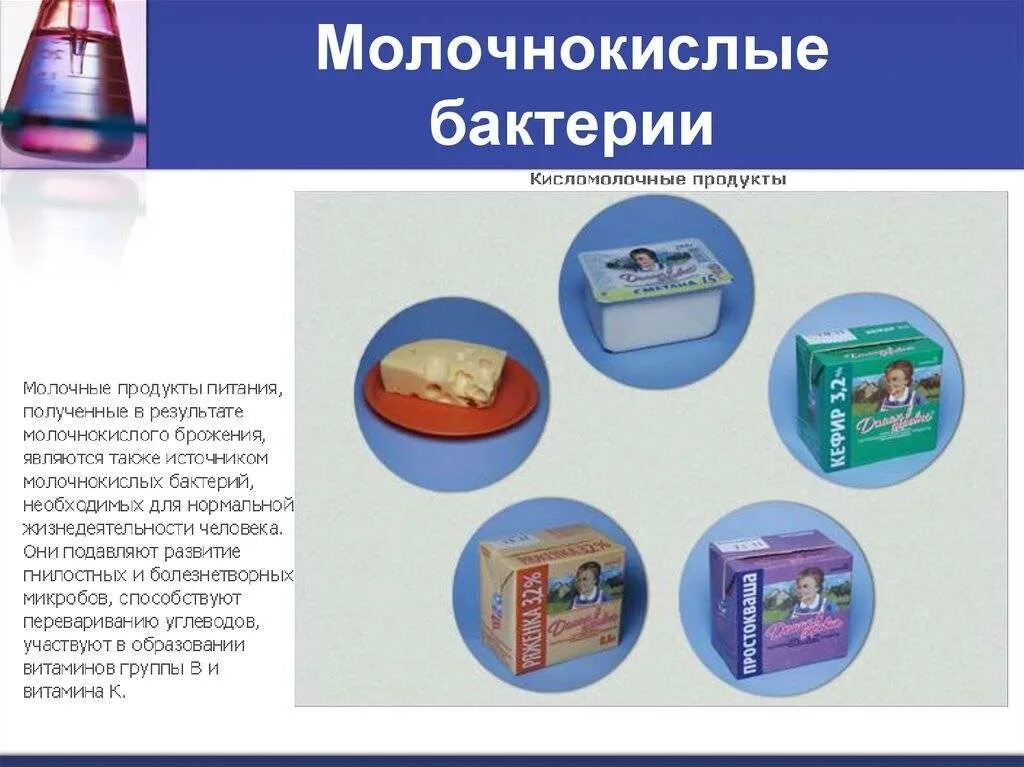 Для каких продуктов человек использует бактерии. Молочнокислые бактерии продукты. бактерии для производства кисломолочных продуктов. роль бактерий в кисломолочных продуктах. бактерии в молочных продуктах.
