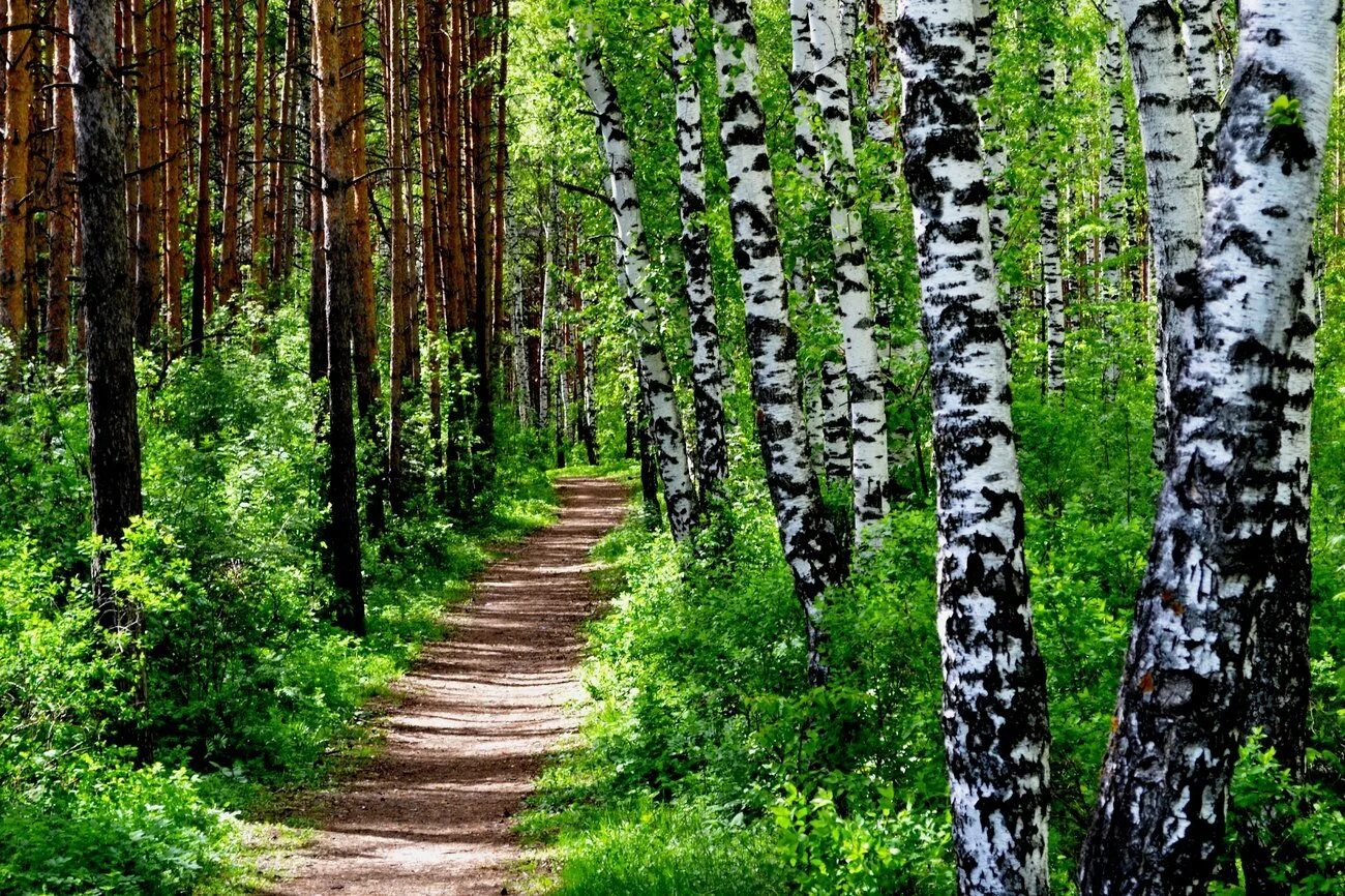 шварцвальд тропа. тропинка в лесу. лес хмао.