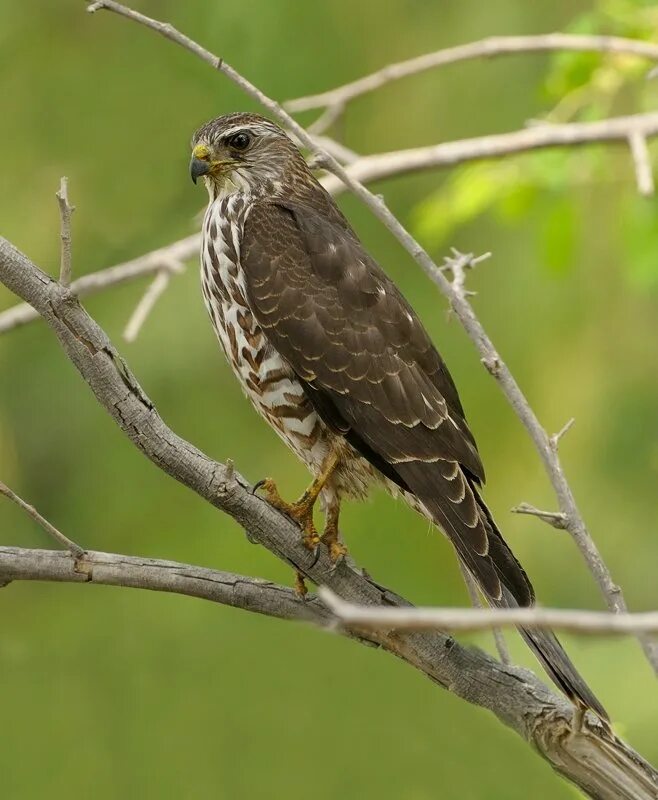 Название птиц татарстана. Европейский тювик Accipiter brevipes. Ястреб тювик. Европейский тювик Accipiter brevipes (Severtzov, 1850). Европейский тювик птица Самарской области.