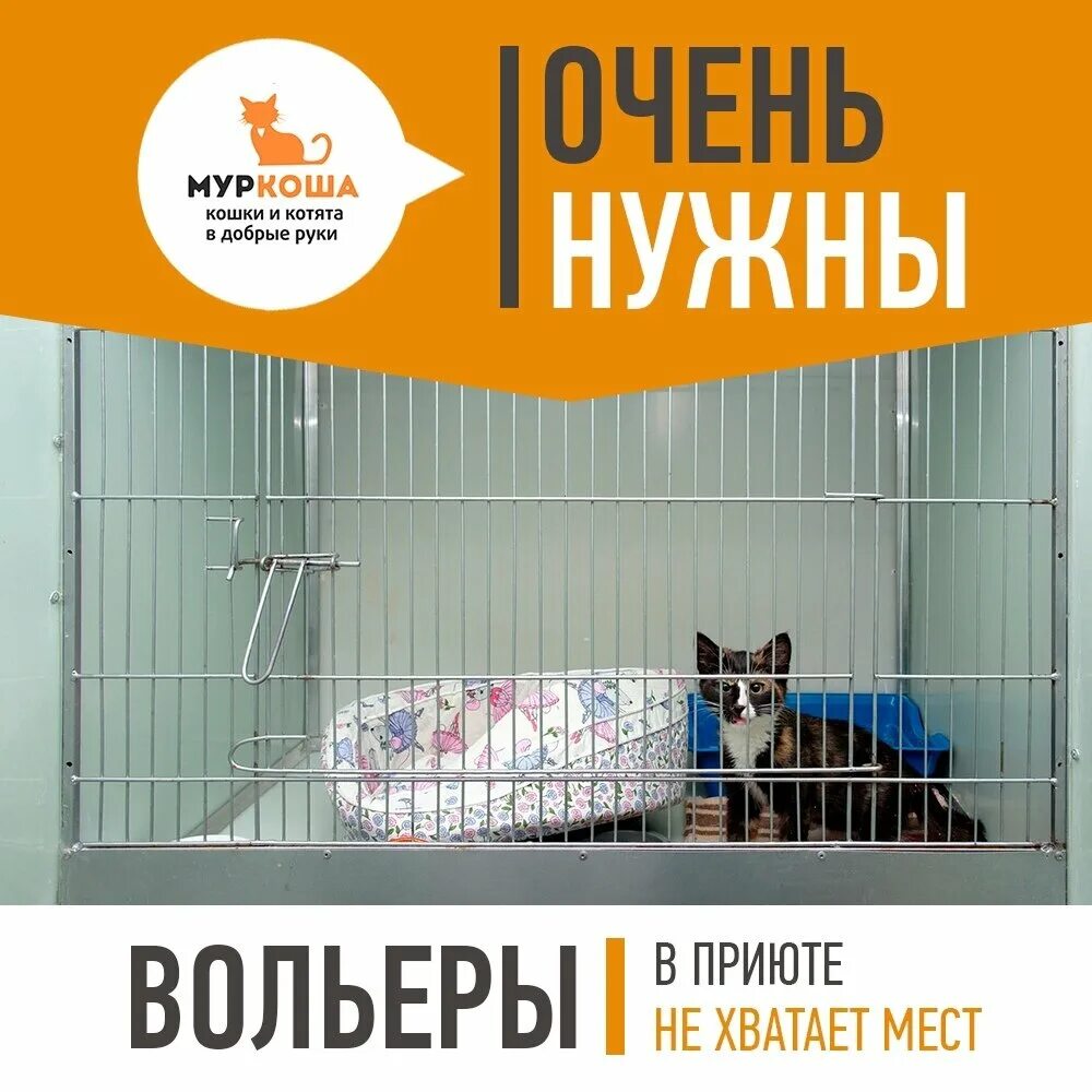 Кошачий приют в Москве Муркоша. Adoption центр для кошек Муркоша. Приют Муркоша котята. Сайт приюта кошек муркоша