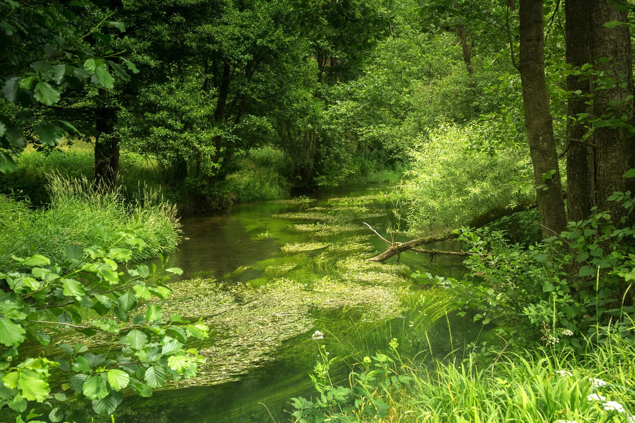 Текст по берегам лесных малых рек. Лесной ручей на опушке леса. Речка в лесу. Лесная река. Маленькая речка в лесу.