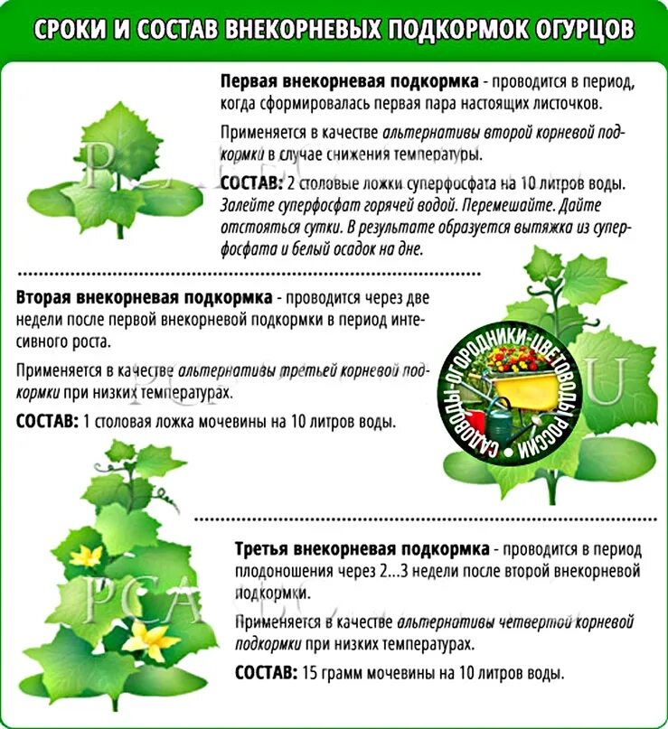 Посадка огурцов чем удобрить. Внекорневая подкормка огурцов. Огурцы удобрение для подкормки. Подкормка тепличных огурцов. Схема удобрения огурцов.