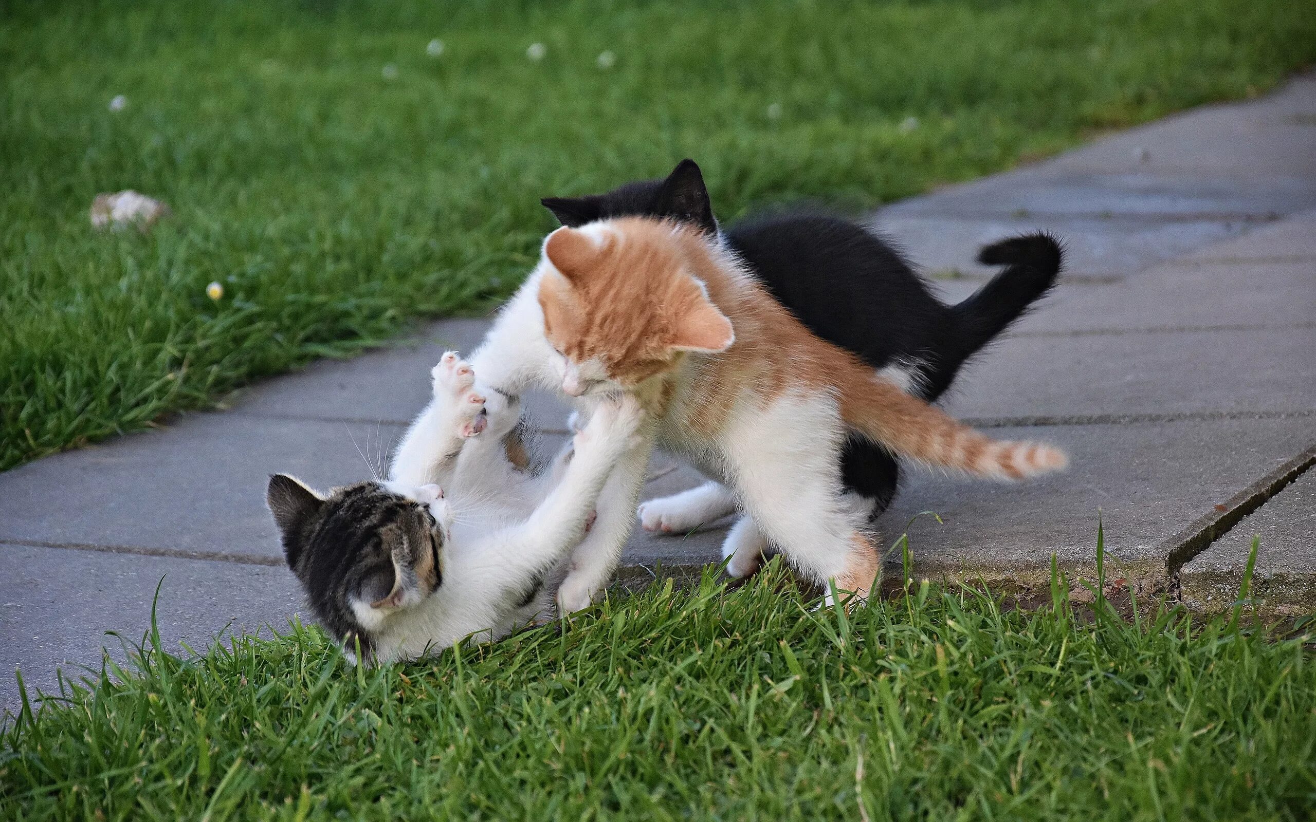 2 котенка играть