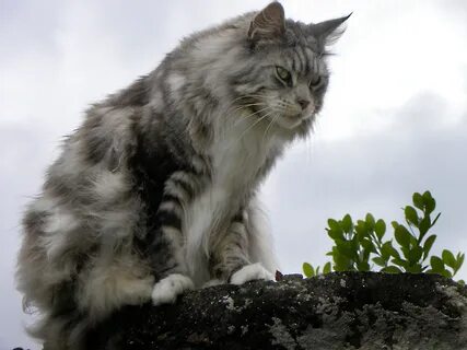 Крупные коты фото