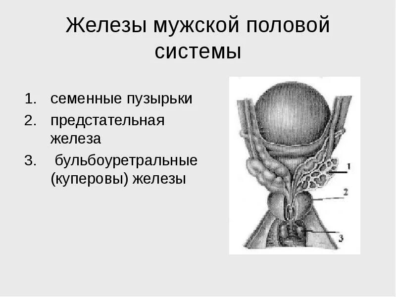 Подвижные половые мужские. Семенные пузырьки и бульбоуретральные железы. Мужская половая система семенные пузырьки. Куперова предстательная железа. Куперовы (бульбоуретральные) железы.