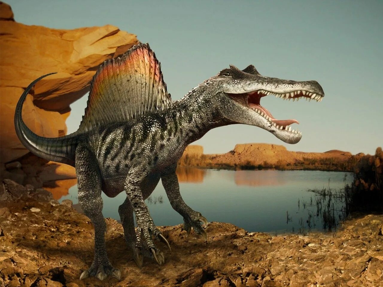 Хищный динозавр 12 букв. Динозавр Спинозавр. Спинозавр Египетский. Spinosaurus maroccanus. Хищные динозавры спино.