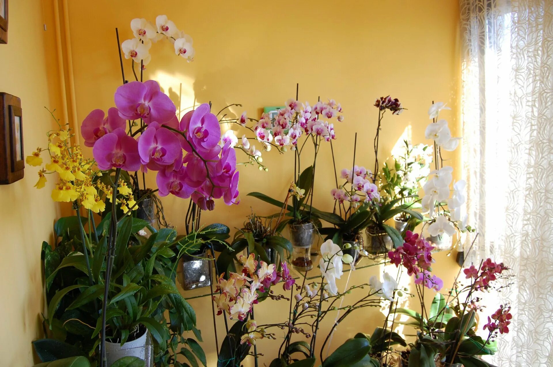 decomonkey Fototapete Blumen Steinwand Stein 350x256 cm XL Tapete Wandbild Wandb