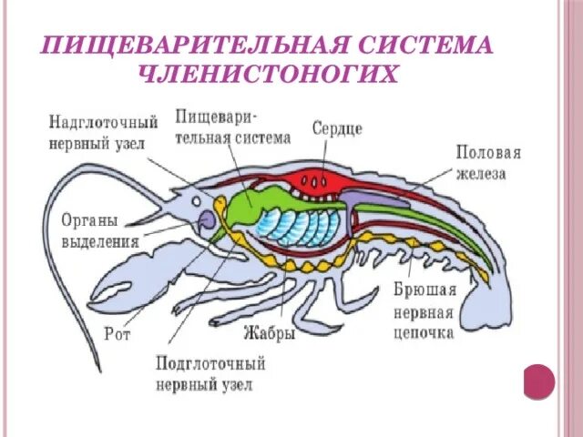 Пищ система членистоногих