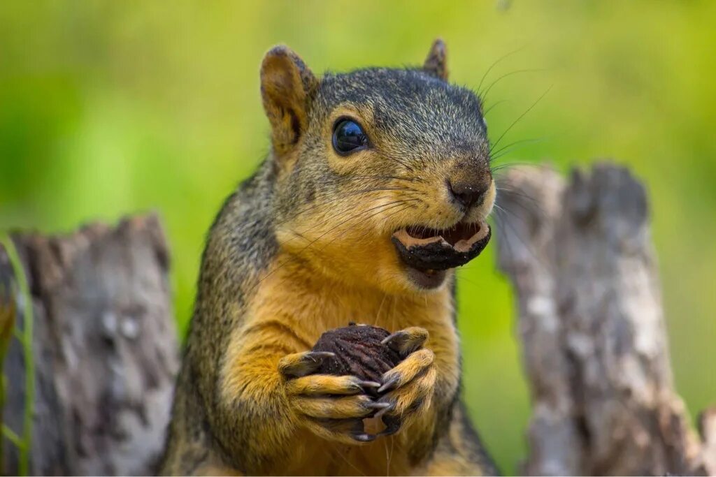 красивые животные. радостные животные. черноногий мангуст. про животных начнем. маленький гепард.