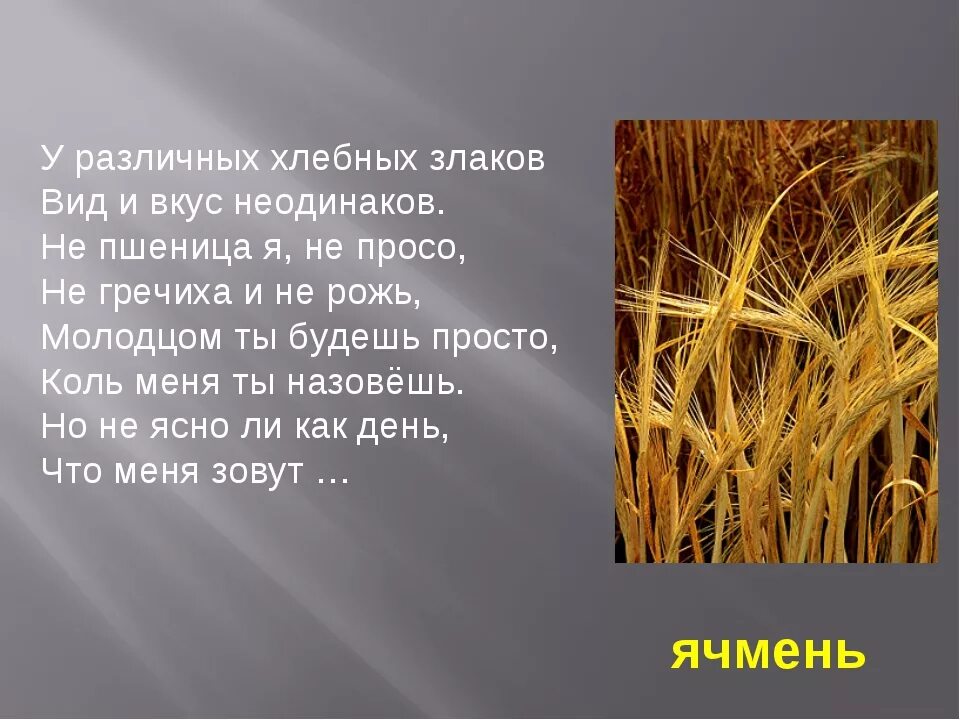 Сообщение о пшенице 3 класс. Сообщение о злаковых. Интересные факты о злаках. Сообщение о хлебных злаков. Загадки о зерновых культурах.