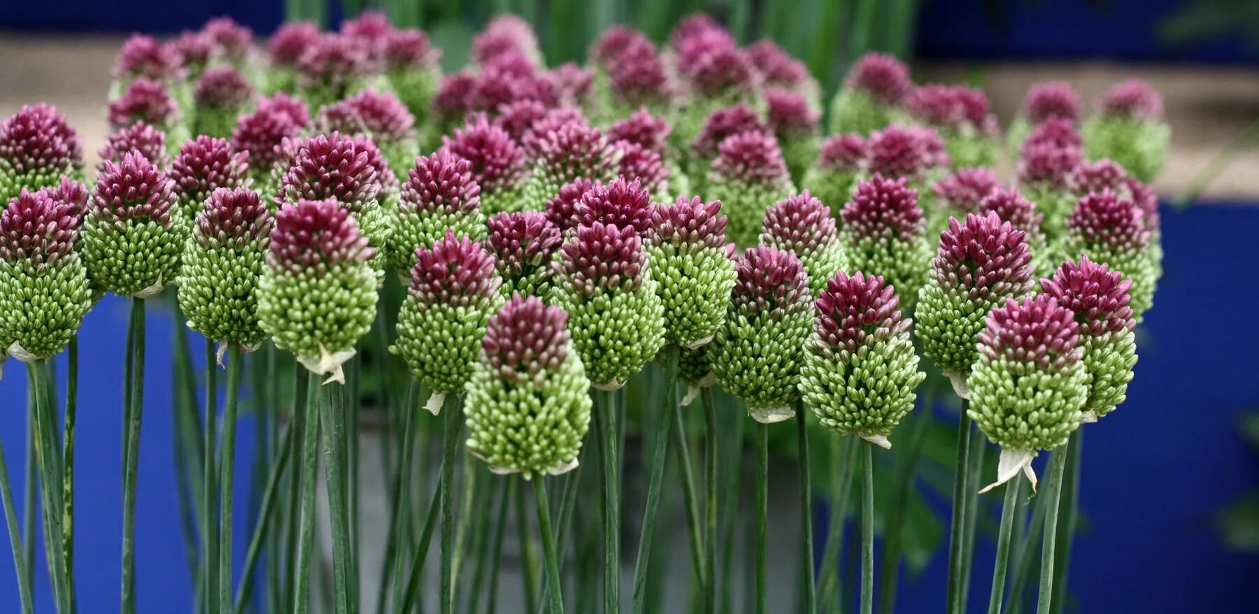 Лук декоративный круглоголовый описание и фото Allium giganteum Allium flowers, Easy to grow bulbs, Allium giganteum