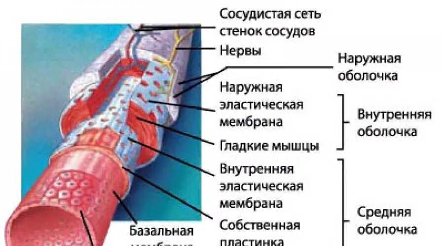 Стенка кровеносных сосудов состоит из тканей. Эндотелий кровеносных сосудов. эндотелий сосудов анатомия. строение стенки кровеносного капилляра. строение клетки кровеносного сосуда.