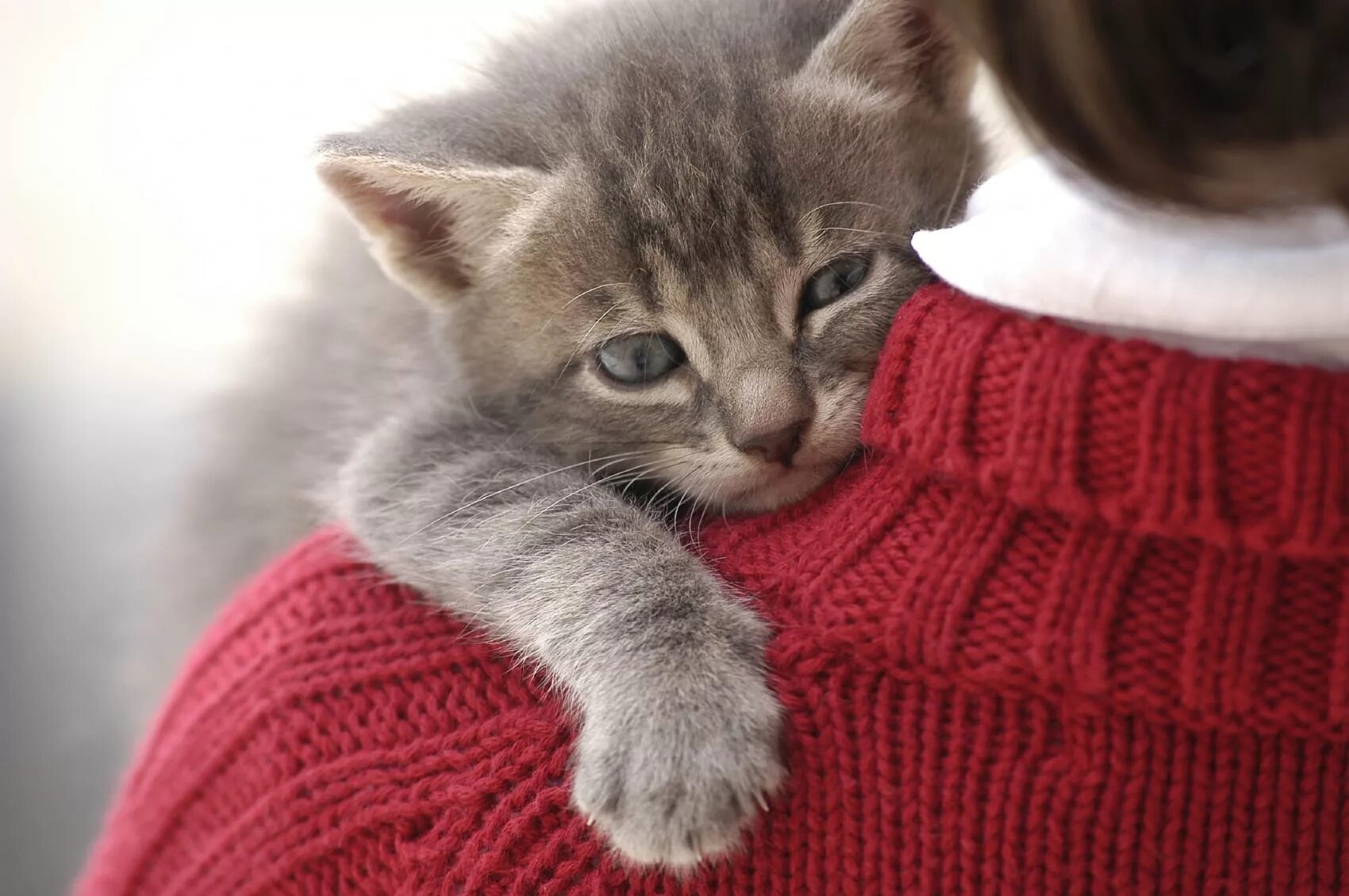 Обнимать кошку. Кот обнимает. Котик обнимает человека. Человек обнимает котенка. Котята.