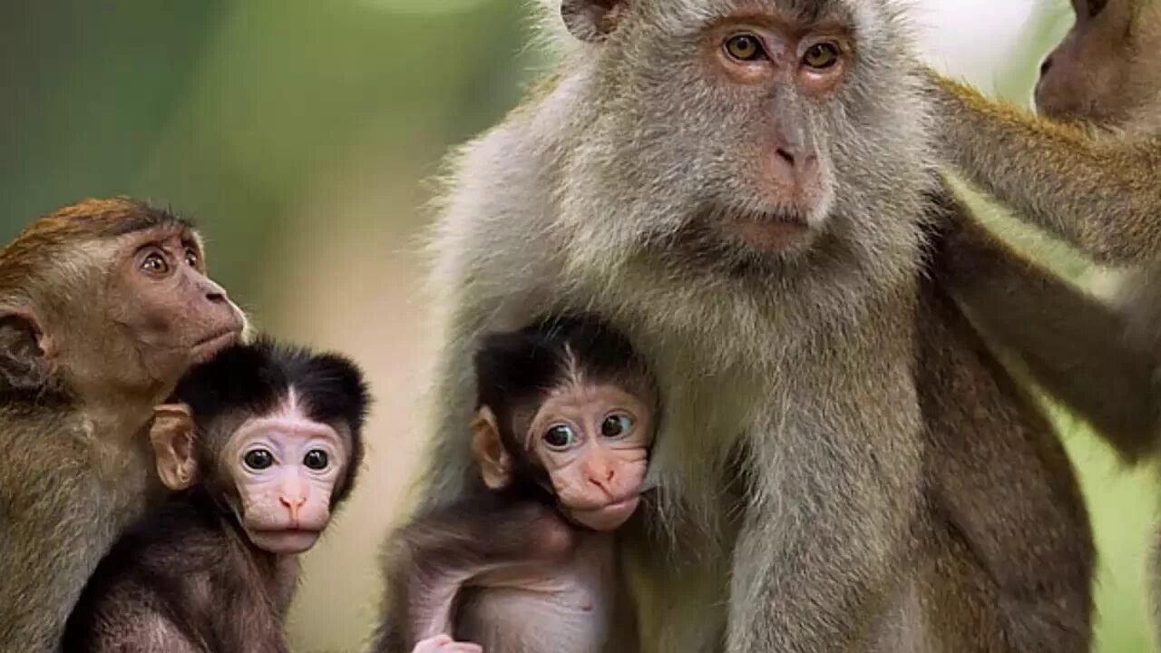 I like monkeys