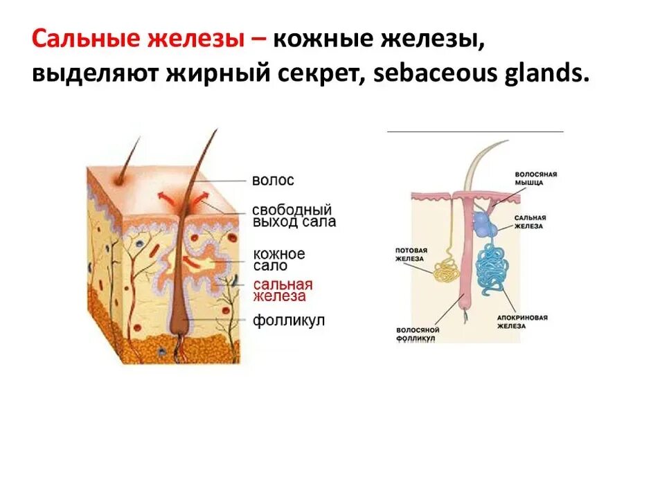 Строение кожи потовая железа. Строение сальных желез анатомия. Строение сальной железы анатомия. Строение потовых желёз. Какие функции потовых и сальных желез