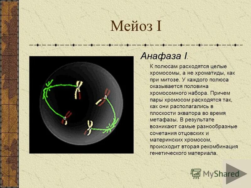 Митоз и мейоз стадии деления. Сестринские хроматиды митоз. Фаза митоза в которой хромосомы расходятся к полюсам клетки. К полюсам расходятся хроматиды. Фаза митоза в которой хромосомы расходятся к полюсам клетки.