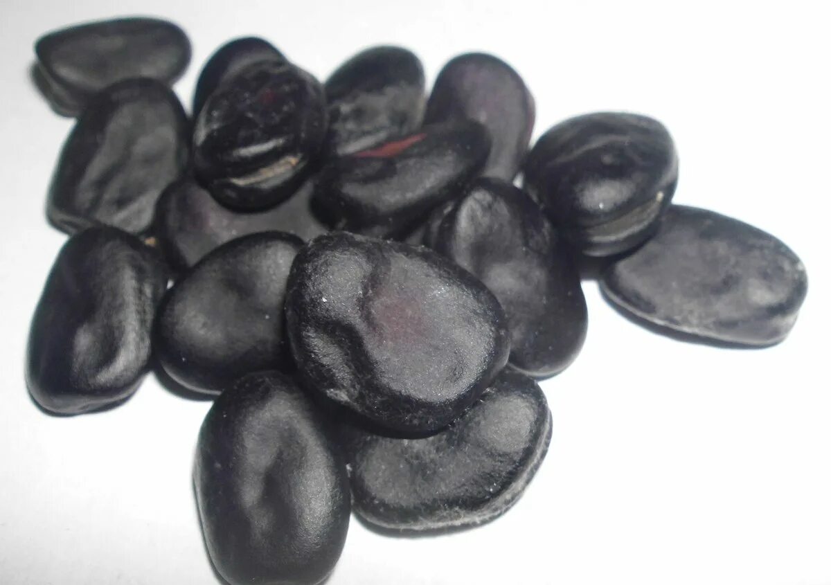 Бобы семена. Бобы (vicia faba).. семена бобы русские чёрные. бобы семена фава. broad beans сорт vicia faba.