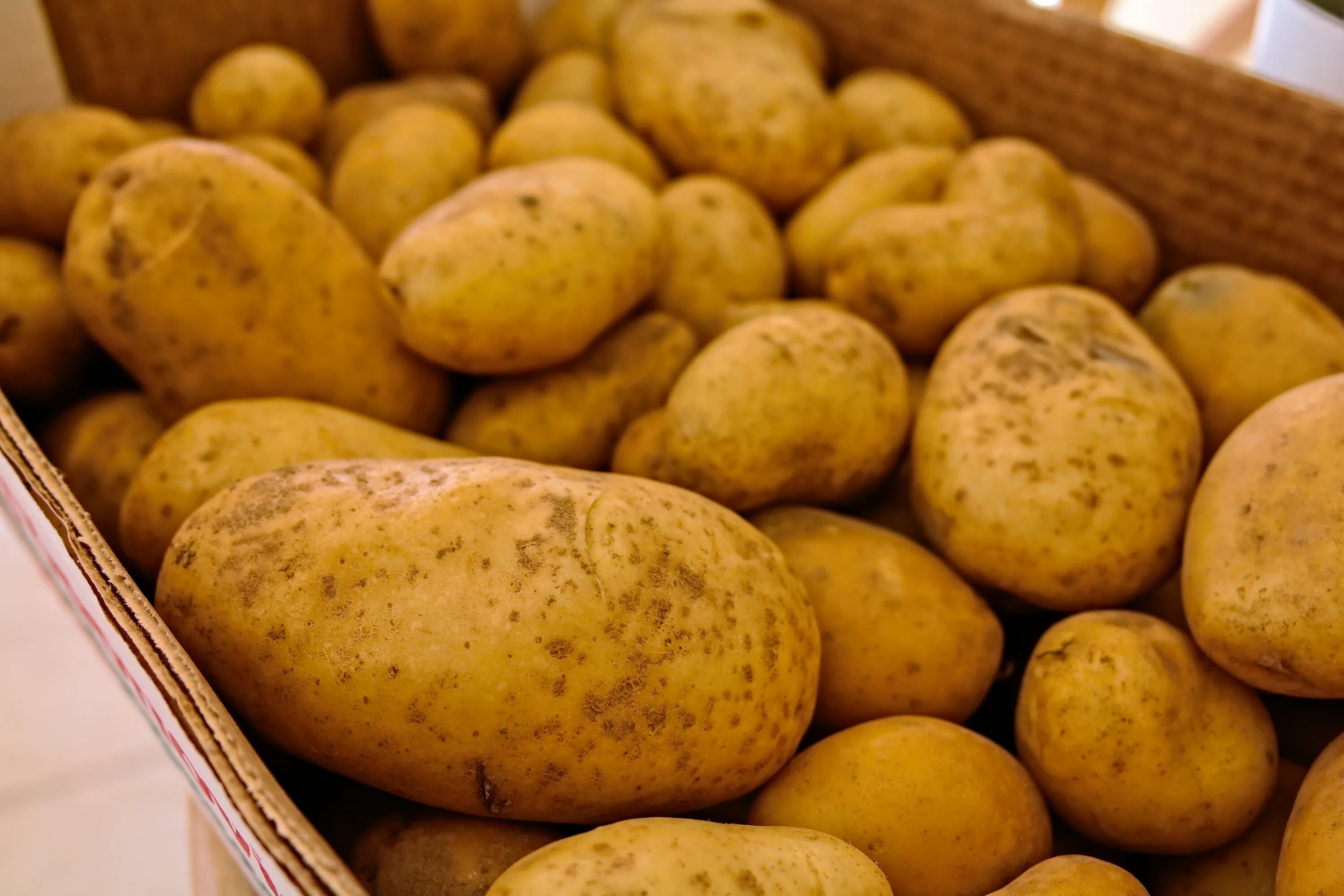 Картошка овощ или фрукт. Картофель. Овощи картофель. Горный картофель. Картофель продовольственный.