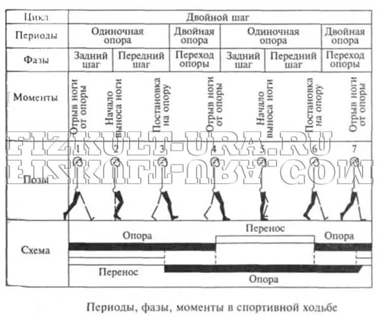 Техники ходьбы и бега. Периоды фазы моменты в спортивной ходьбе. Основы техники ходьбы и бега в легкой атлетике. Фазы ходьбы и фазы бега. Фазы периода одиночной опоры спорт ходьбы.