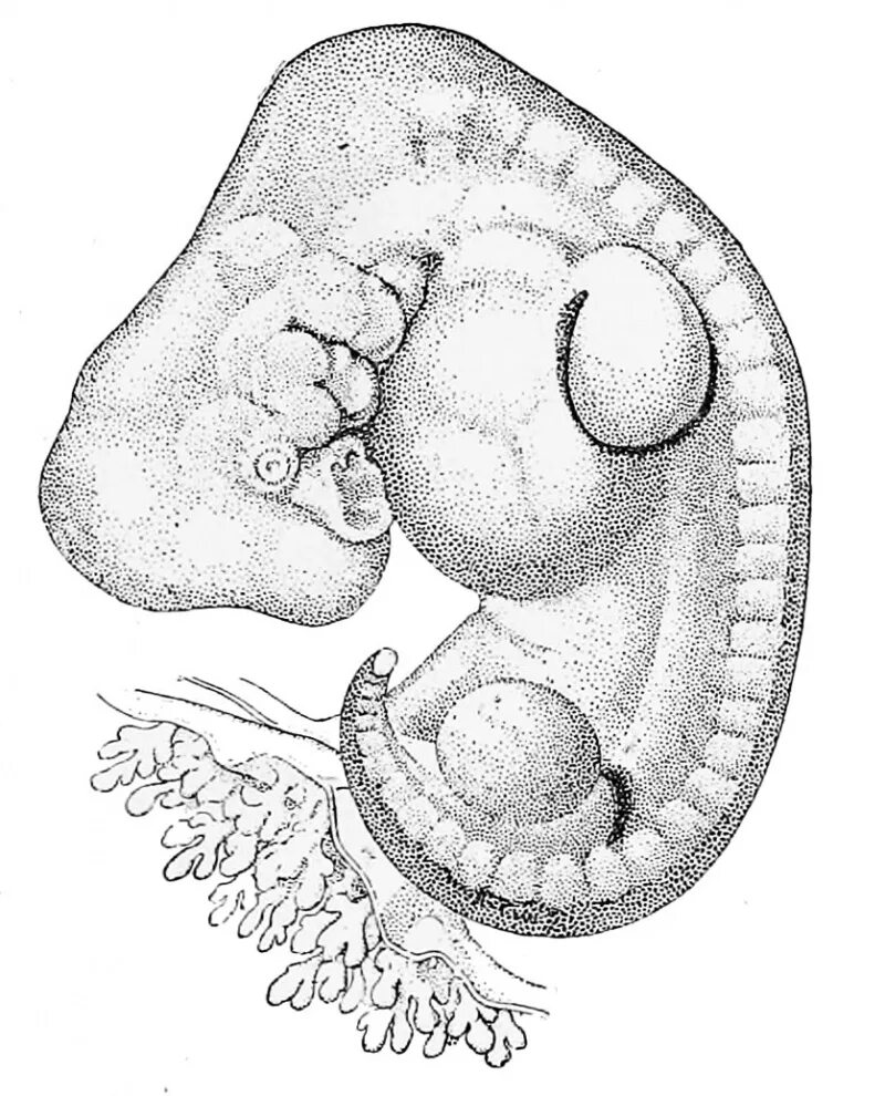 Рисунок зародыша. Эмбриология стадии развития эмбриона. Placozoa эмбриология. Эмбриология человеческого зародыша.