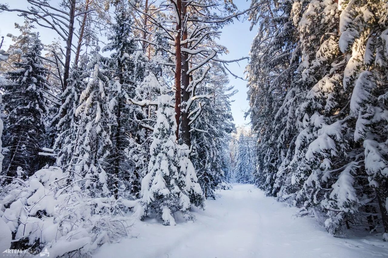 Красивый зимний лес. Зимний лес. Зимой в лесу. Русский лес зимой. Фото зимнего леса.