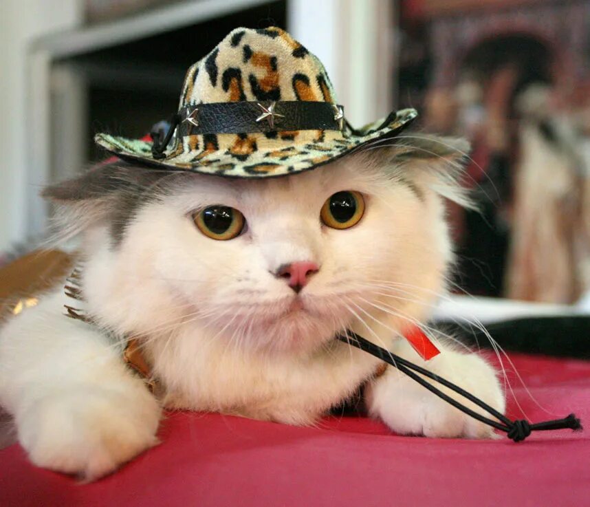 Кот в шляпе. Прикольные коты. Забавный кот. Кошка в шляпке. Кошечки приколы
