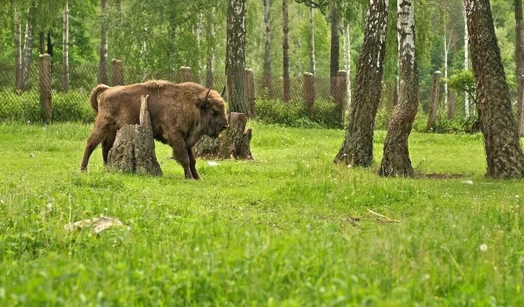 Зубры бобры. Приокско-Террасный заповедник Серпухов. Приокско-Террасный заповедник музей природы. Приокско-Террасный заповедник кабаны. Зубры в Подмосковье заповедник Серпухов.