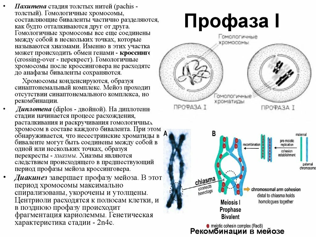 При мейозе расхождение гомологичных хромосом происходит в. Лептотена зиготена пахитена. Стадии профазы мейоза. Хромосомы в профазе мейоза. Профаза 1 стадия толстых нитей.