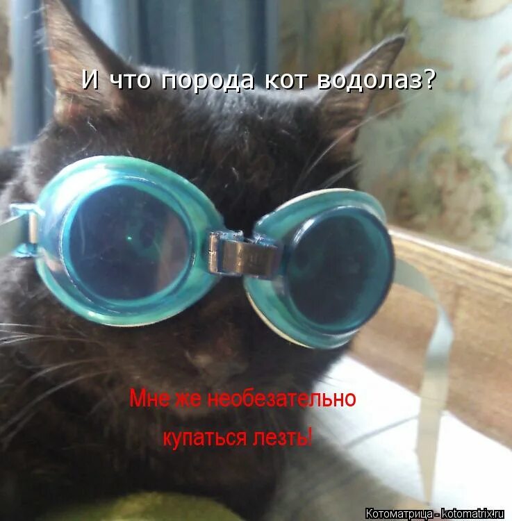 кошка водолаз. кот дайвер. кот водолаз. кот водолаз. кошка в акваланге.