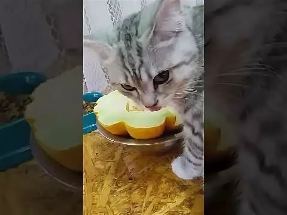 Кот ест дыню. Коты едят дыню. дыня котик. фото кота с дынями.