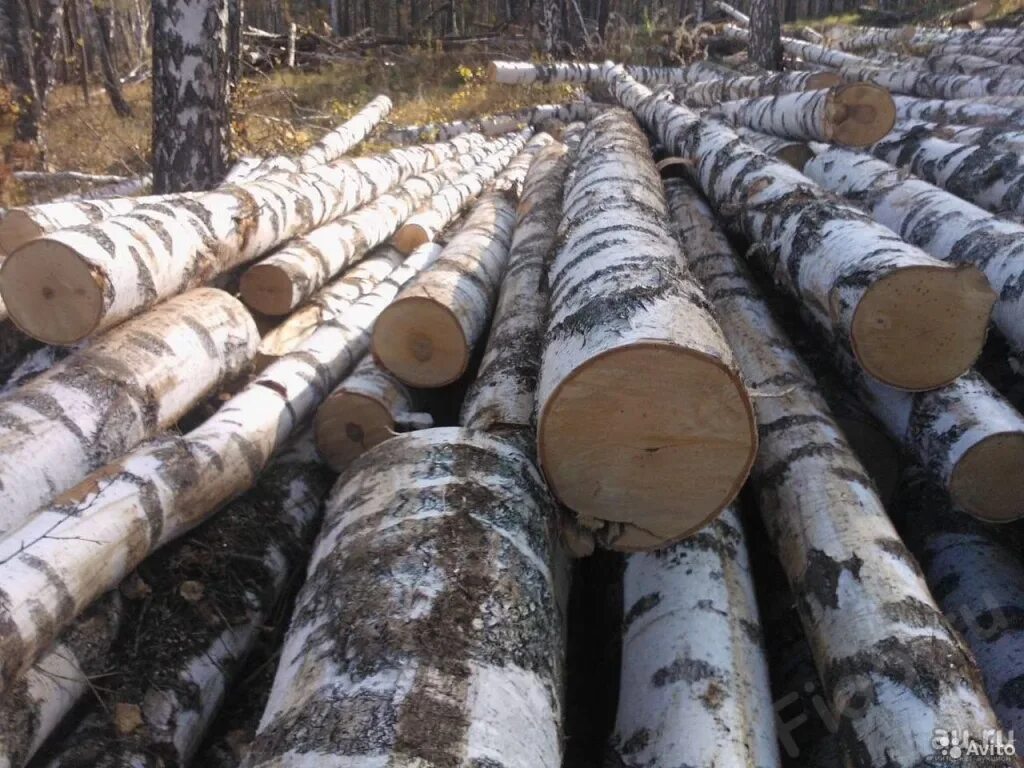 Камаз дрова кругляк 4м. Фанкряж березовый. Дрова берёзовые колотые. Береза хлыстами на дрова. Дрова долготье осина береза.