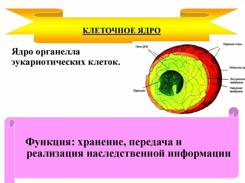 Ядро содержит наследственную информацию. Функции ядрышка в эукариотической клетки. Органеллы клетки ядро. Функция ядра клеточной органеллы. Клеточный органоид ядро функции.