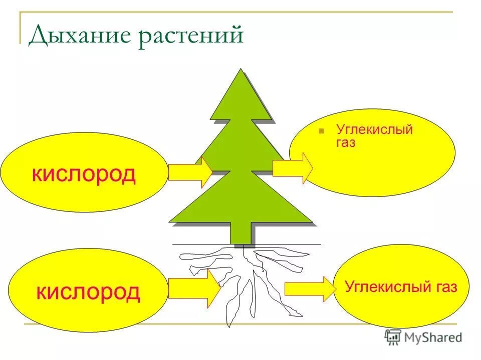 Процесс питания и дыхания растений. Схема питания растений. Питание растений схема 3 класс. Схема питания и дыхания растений. Модель дыхания и питания растений.