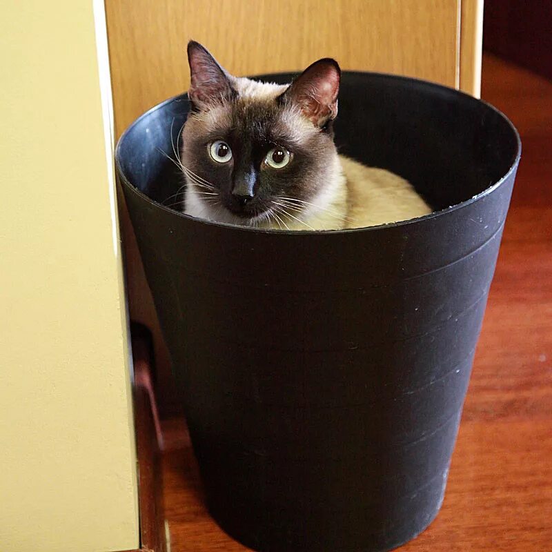 Кот в ведре. Кот в мусорном ведре. Ведро котят. Мусорный кот.