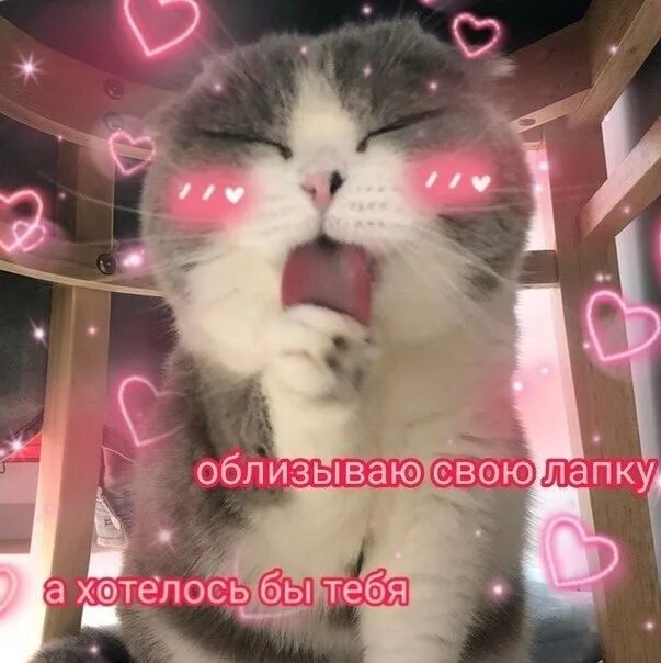 Жду твоих пламенных поцелуев Смешные котята, Смешные открытки, Милые котики