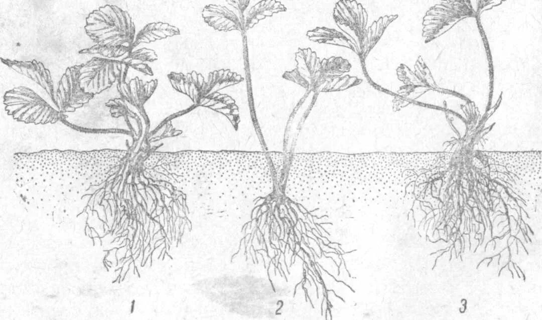 Корневая клубники. Корневая система клубники глубина. Земляника корень. Корневище клубники.