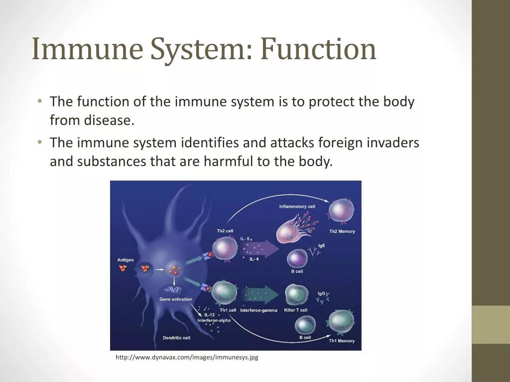 System functioning. Immune system.