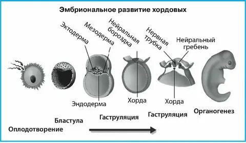 Установите последовательность процесса развития зародыша