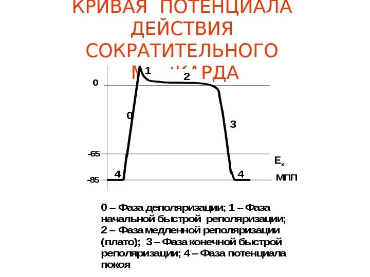 Механизм потенциала действия нервной клетки его фазы. Этапы потенциала действия физиология. Потенциала действия график схема. Мембранный потенциал действия схема. Фазы потенциала действия физиология график.