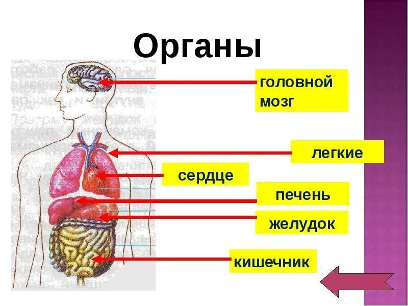 Строение тела человека. Строение тела человека 2 класс. Внутренние органы человека 2 класс. Внутреннее строение человека 2 класс.