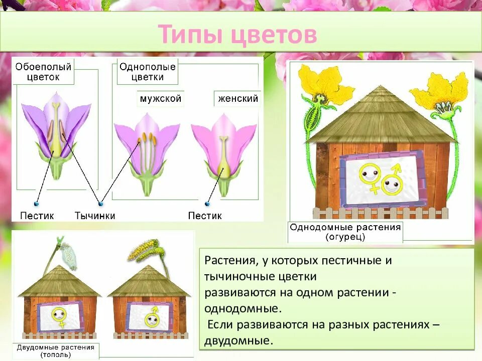Двудомными называют растения у которых развиваются цветки. Схема однодомные и двудомные цветки. Однодомные и двудомные растения 6 класс. Схема однодомные и двудомные цветки обоеполые. Однодомные и двудомные растения схема.